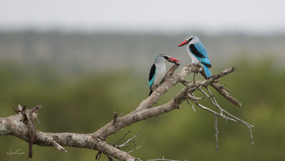 Kingfishers Kruger Dec 2024.jpg